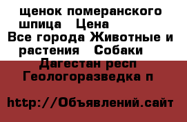 щенок померанского шпица › Цена ­ 45 000 - Все города Животные и растения » Собаки   . Дагестан респ.,Геологоразведка п.